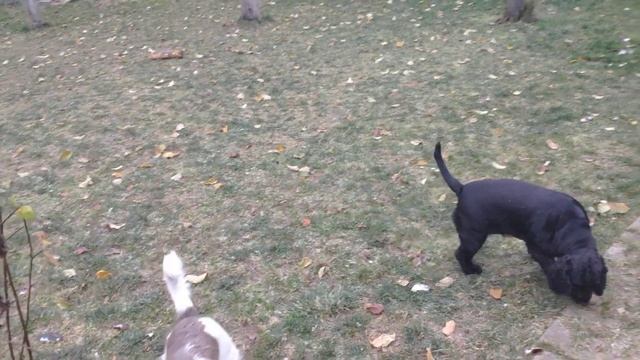 Как мы будим по утрам алабая??? смотреть онлайн