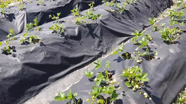 Фриго клубники сорт Кабрилло спустя 40 дней после посадки. часть 4 смотреть онлайн