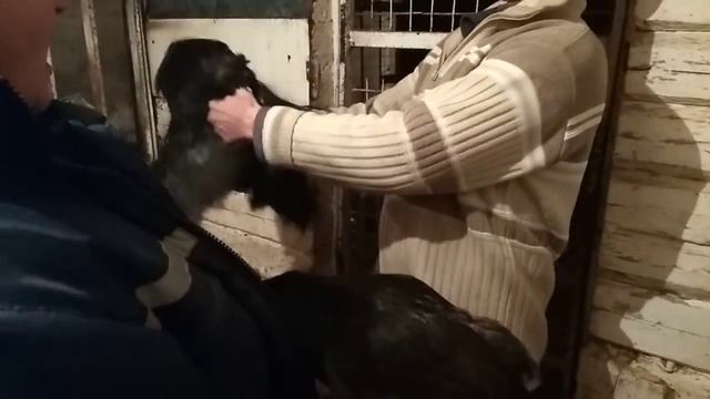 КУРИЦА ИЛИ ПЕТУХ?