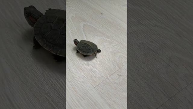 Красноухая черепаха. Маленькое чудо))) смотреть онлайн