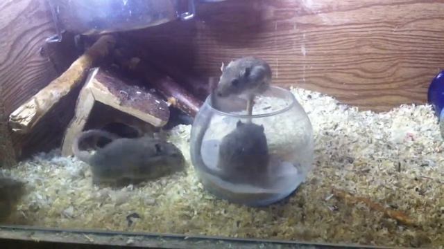 Монгольские песчанки смотреть онлайн