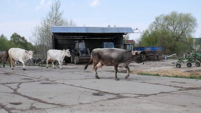 Первый выгон коров 06.05.2019
