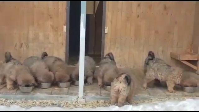 Щенки тибетского мастифа львиного типа-  Http://beliy-lekar.ru/