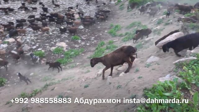Гиссарские овцы Ходжимирзокарима на горных пастбищах