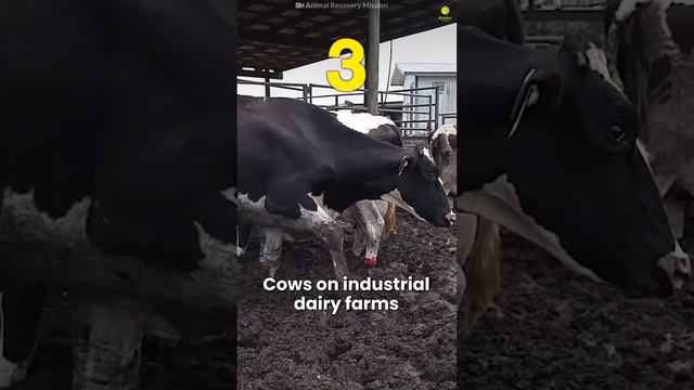 We treat animals worse than we treat the worst criminals (Part 1) смотреть онлайн