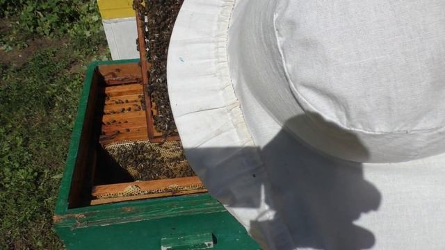 Что нам ПЧЁЛЫ принесли? Первая качка МЁДА смотреть онлайн