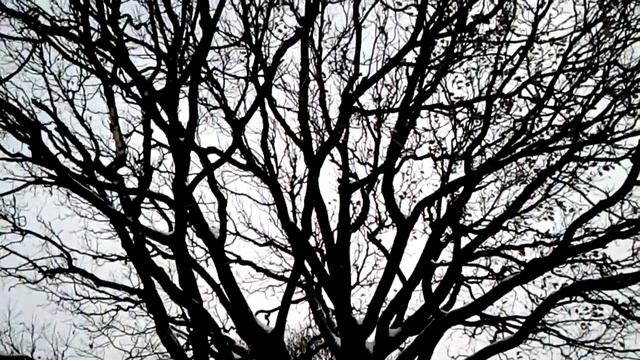 Петербургские колядки :) смотреть онлайн