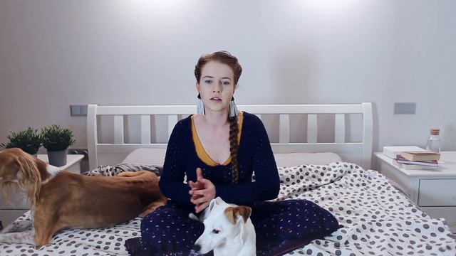 Is saluki good for novice owner? смотреть онлайн
