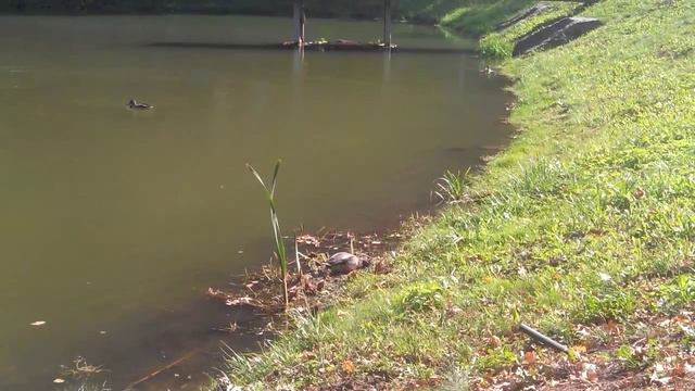 Киев. Парк Феофания - 4 смотреть онлайн