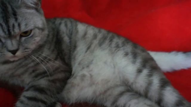 Мой британский кот [Часть1]-как он выглядит смотреть онлайн