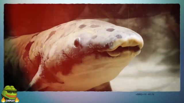 [ТОП-5] БЕССМЕРТНЫЕ ЖИВОТНЫЕ НА ЗЕМЛЕ \\ КАК СТАТЬ БЕССМЕРТНЫМ? смотреть онлайн