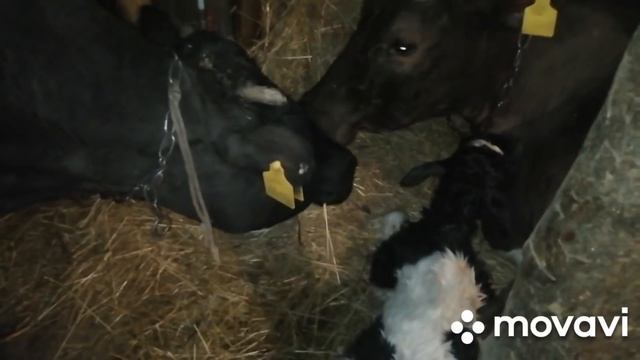 КОРОВА РОДИЛА ДВОЙНЮ!ВО ВРЕМЯ СЪЕМКИ РОДИЛСЯ ВТОРОЙ ТЕЛЕНОК!ВОТ ЭТО БЫЛО ПРОСТО ЗДОРОВО! смотреть онлайн