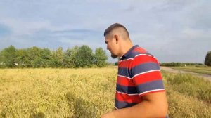 Опыт сева редьки масличной в Апастовском районе - АгроАктив