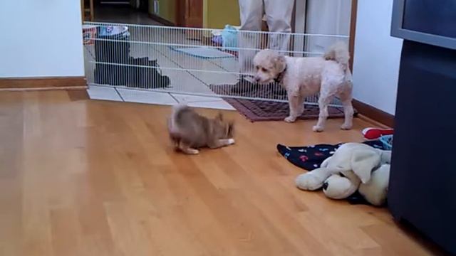Puppy Shiba inu kaleia & bichon frise paddington смотреть онлайн