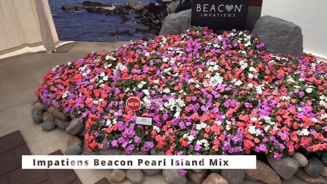 Spring Trials 2023: PanAmerican Seed смотреть онлайн