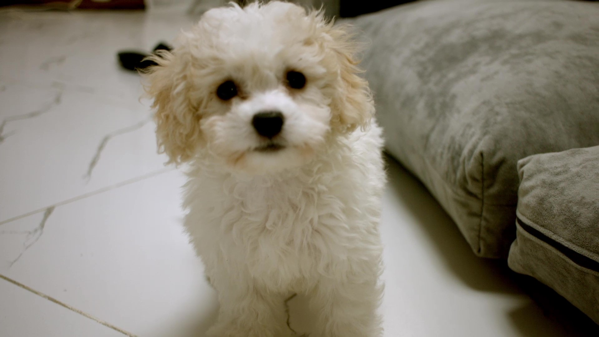 Чапа Бишон смотреть онлайн