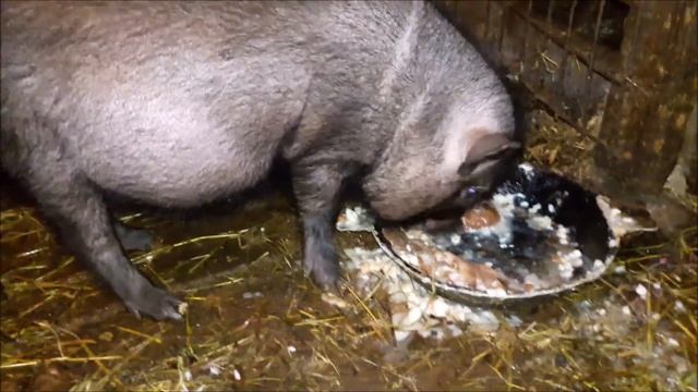 вьетнамские вислобрюхие свиньи мой опыт кормления смотреть онлайн