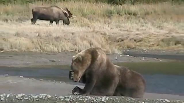 RECORD  BULL MOOSE Encounters GRIZZLY,  Enormous Alaska Trophy Moose Brown Bears