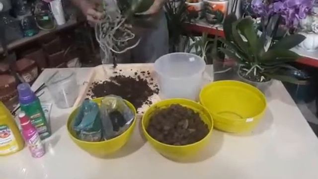 МАСТЕР-КЛАСС ПО ПЕРЕСАДКЕ ОРХИДЕЙ ФАЛИНОПСИС. ЧАСТЬ 2 смотреть онлайн