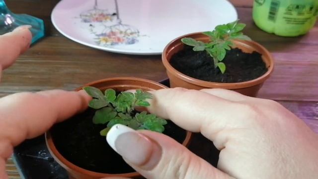 Как Правильно Пикировать Рассаду Овощных И Цветочных // Январь 2022 г // С.Х.У смотреть онлайн