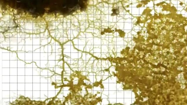 Slime mould timelapse (with grid) смотреть онлайн