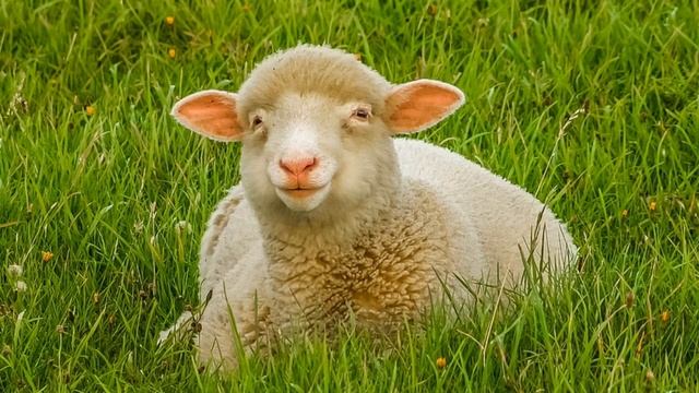 Какая польза от домашних животных? смотреть онлайн