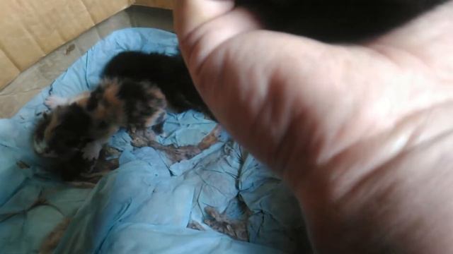 Нашел кошку с котятами.31.05.2021 смотреть онлайн