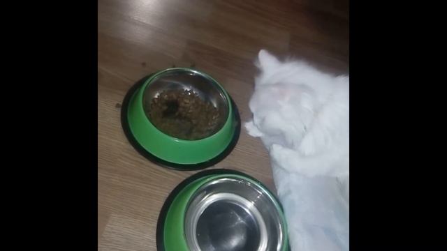 Видео про котика, который пьет воду лапкой. смотреть онлайн