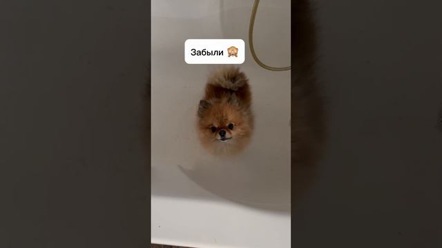 Опасно гулять с собакой 1 января 🙈 #жизнь #юмор #факты #собака смотреть онлайн