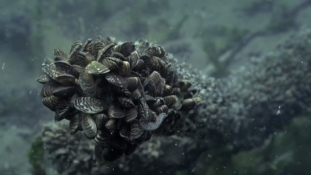 Lake Constance - Wilderness On The Water - Go Wild