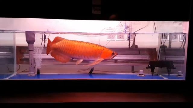 TORPEDO BATIK RED 65cm 3 смотреть онлайн