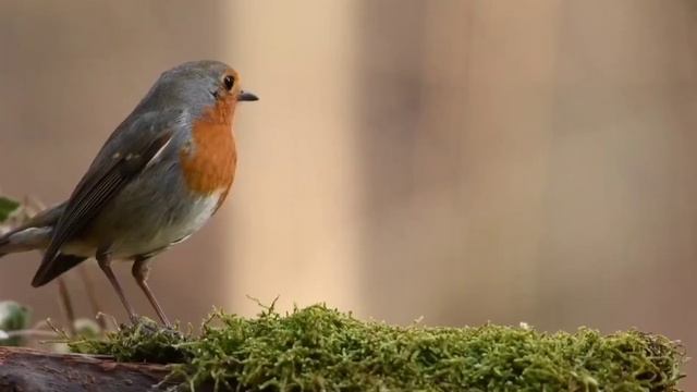 Нежный крепкий сон.Relax music.Музыка для сна ,медитации #для сна # music for meditation смотреть онлайн