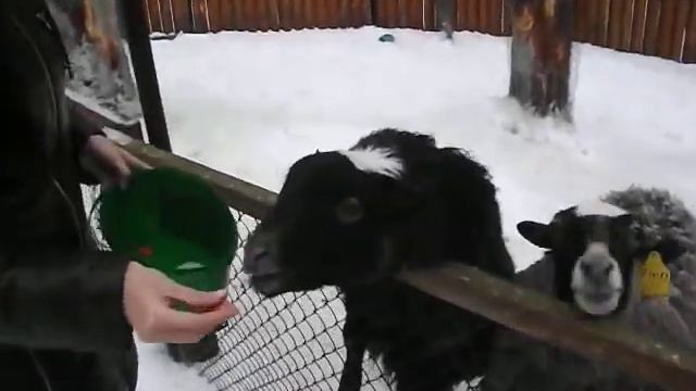 прикольные овечки смотреть онлайн