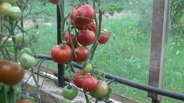 Томат Чудо Земли смотреть онлайн