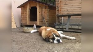 СЕНБЕРНАР ШМЕЛЬ: ВОСПИТАТЕЛЬ ДЕТЕЙ И ВЗРОСЛЫХ