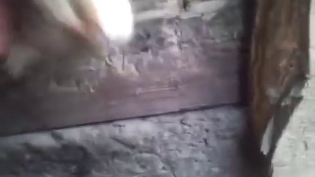 Мертвецки спящий кот смотреть онлайн