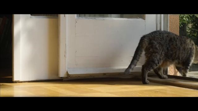 286 Kater TEASER | Der Österreichische Film | Edition Der Standard смотреть онлайн