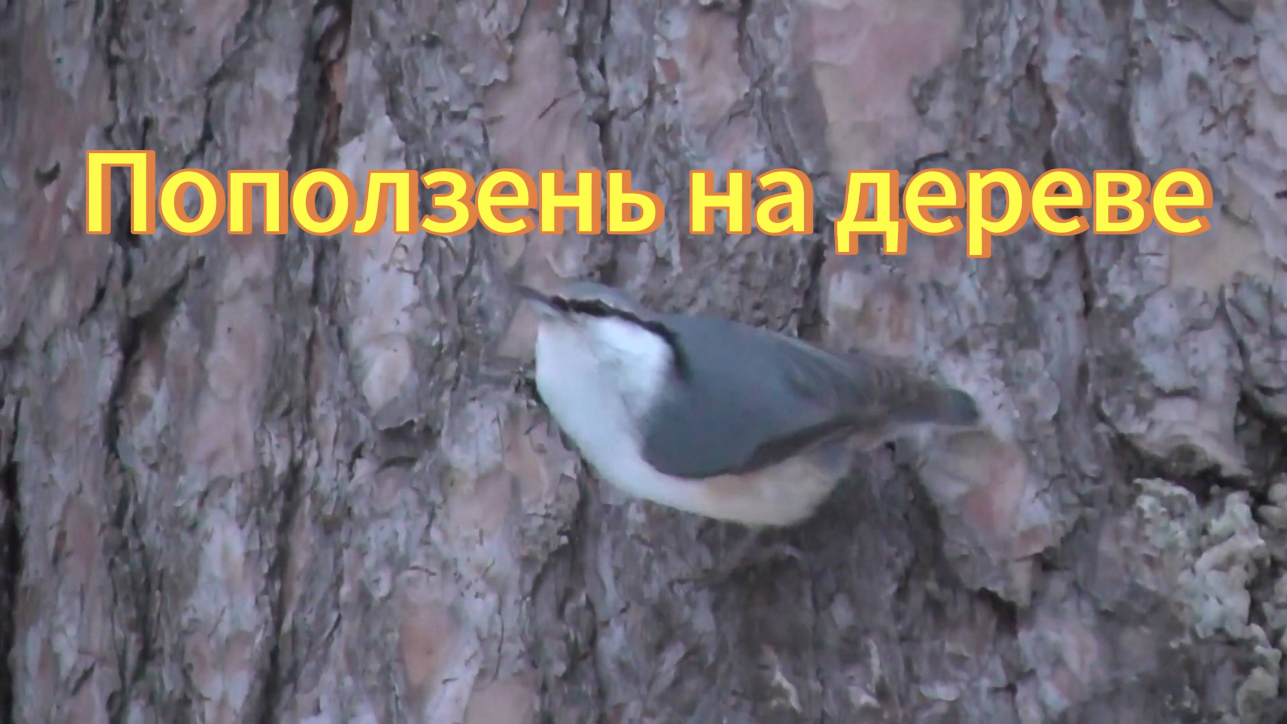 Поползень обыкновенный. Поползень на дереве. Птицы Новосибирска. смотреть онлайн