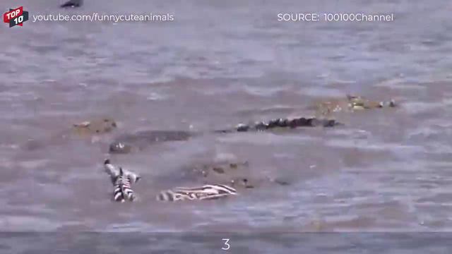 ТОП 5 Крокодильей Побеждающих Других Животных в Реке!!!