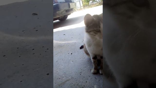Имя наших домашних животных! 😺😸😹😻🐈🐱 смотреть онлайн