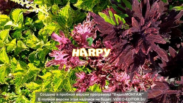 Колеусы с названиями в Беларуси 2022. Coleus Variety. Vol.1