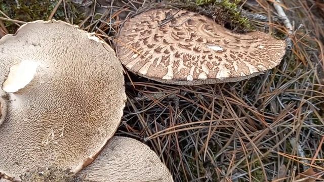 Sarcodon squamosus. setas pinus nigra.? смотреть онлайн
