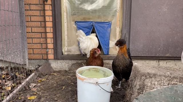 Как ДРОЖЖИ ВЛИЯЮТ на кур несушек Где взять ВИТАМИНЫ КУРИЦЕ Для цветения Гортензии