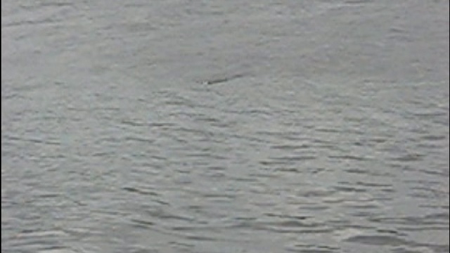 Gatta-x от Мегабасс