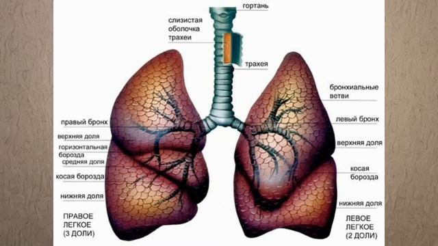 Строение дыхательной системы смотреть онлайн