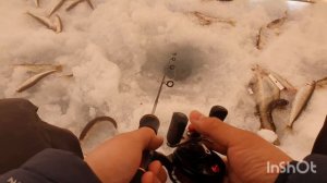 ловля зубаря на Сахалине (лесное). рыбалка на Сахалине