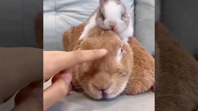 Best Bunny Duo #Shorts смотреть онлайн