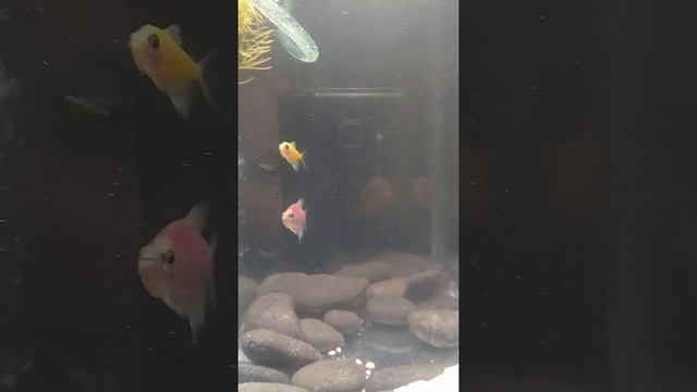 Аквариумная рыбка тернеция! смотреть онлайн