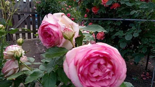 Нью Даун и другие красотки! смотреть онлайн