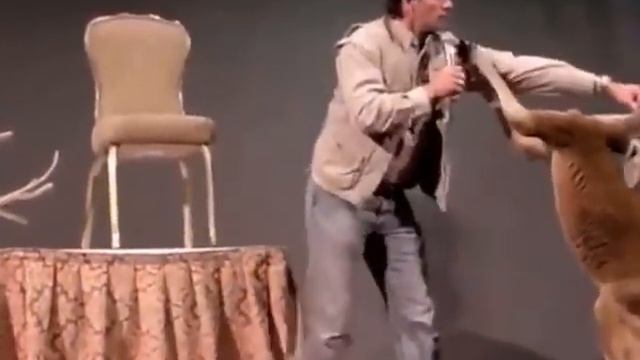 Real boxing kangaroo (funny) смотреть онлайн